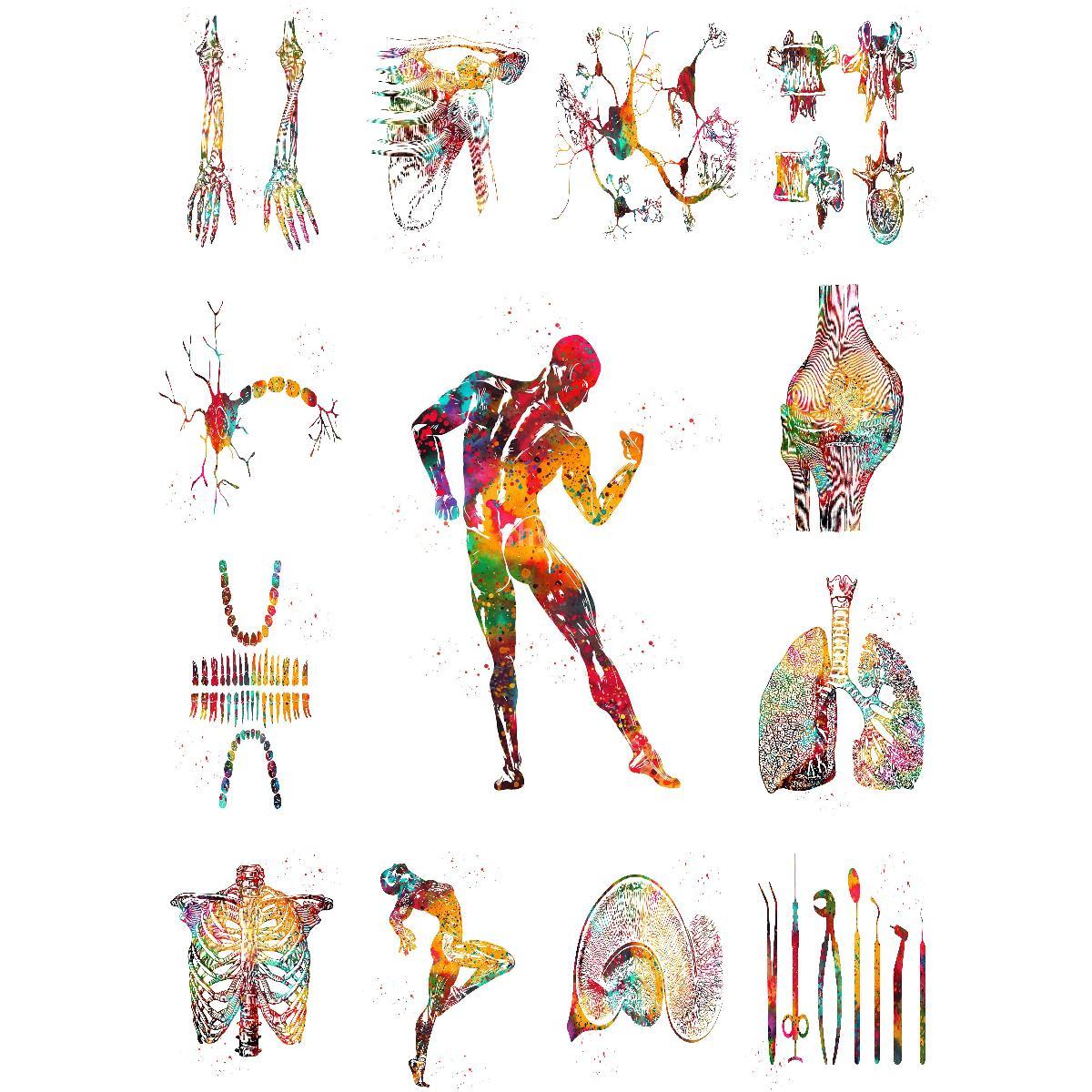 Anatomische Muskels truktur Po – Interior Design Education Bewertung und Preis